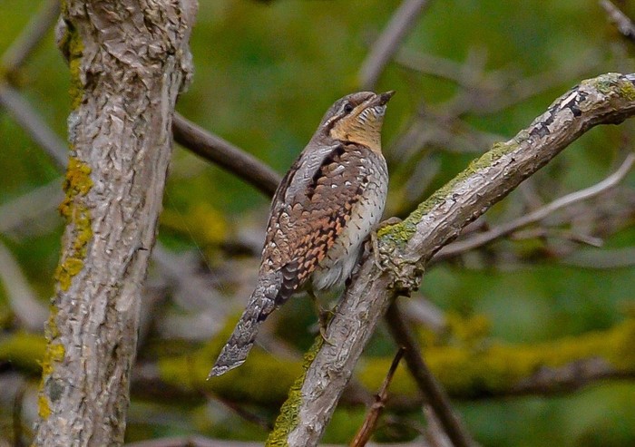 Wryneck