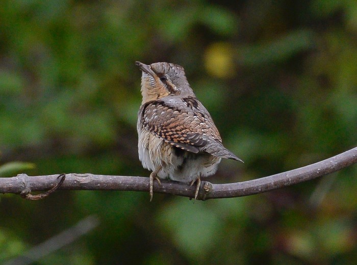 Wryneck