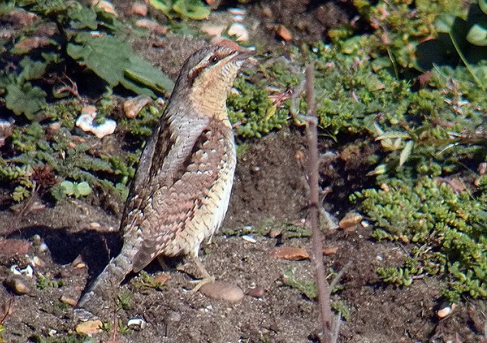 Wryneck