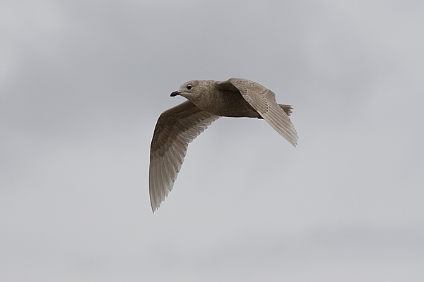 Iceland Gull