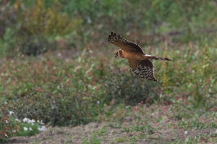 Pallid Harrier