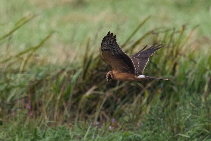 Pallid Harrier