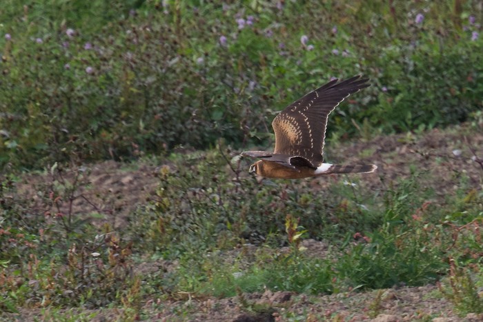 Pallid Harrier