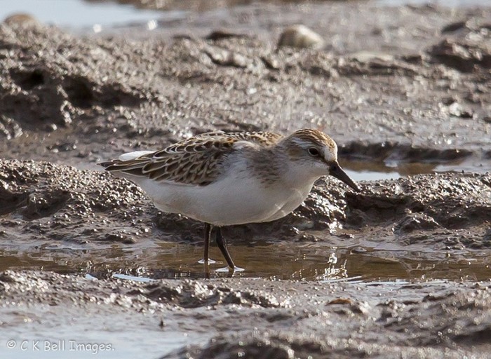 Semipalmated Sandpiper