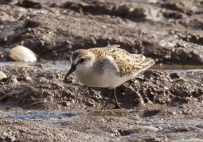 Semipalmated Sandpiper