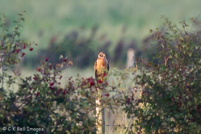 Pallid Harrier