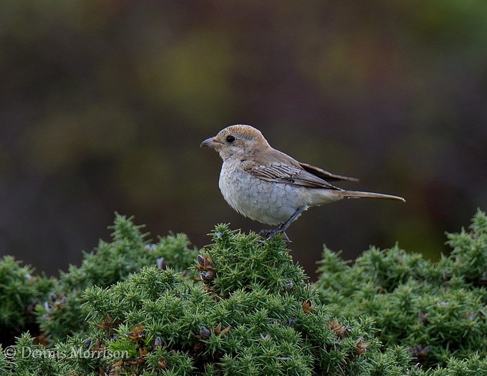 Woodchat Shrike