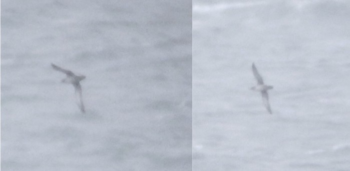 Sooty Shearwater