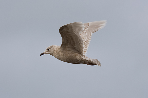 Iceland Gull