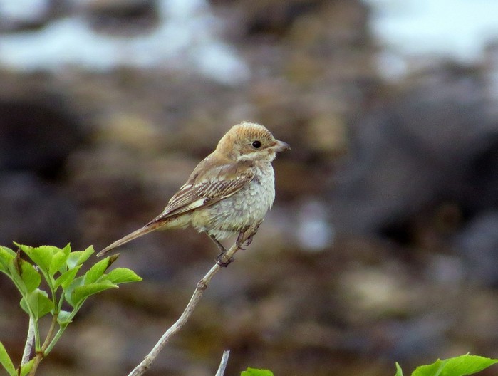 Woodchat Shrike
