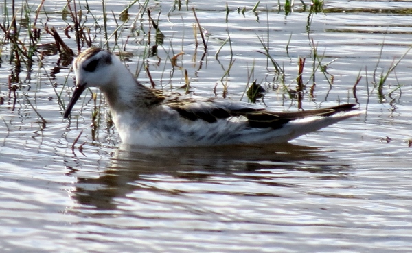 Grey Phalarope