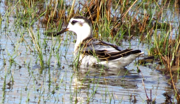Grey Phalarope