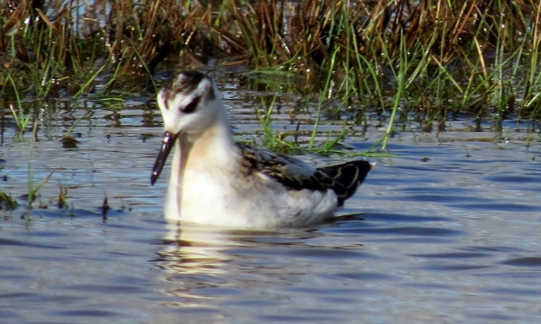 Grey Phalarope