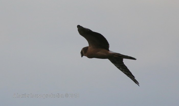 Pallid Harrier