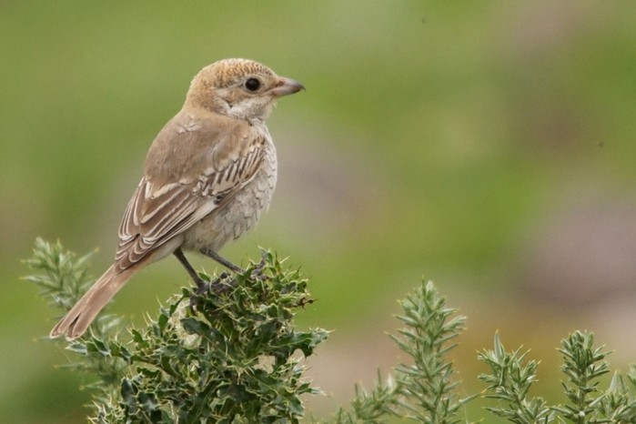 Woodchat Shrike