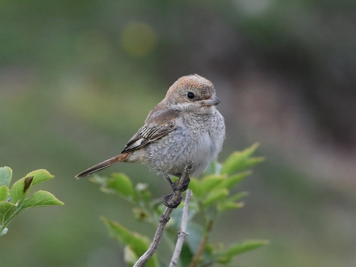 Woodchat Shrike