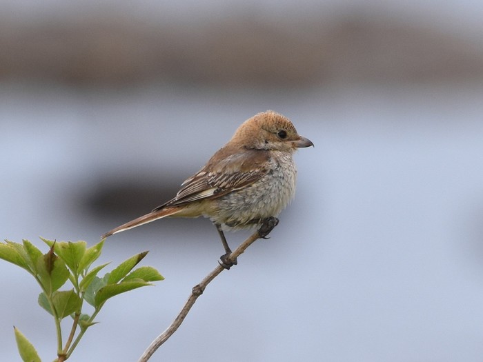 Woodchat Shrike
