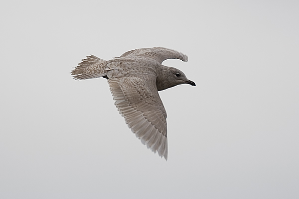 Iceland Gull