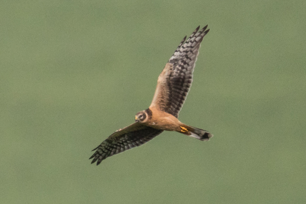Pallid Harrier