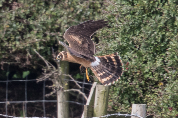 Pallid Harrier