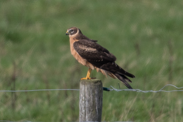 Pallid Harrier
