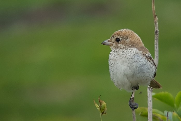 Woodchat Shrike