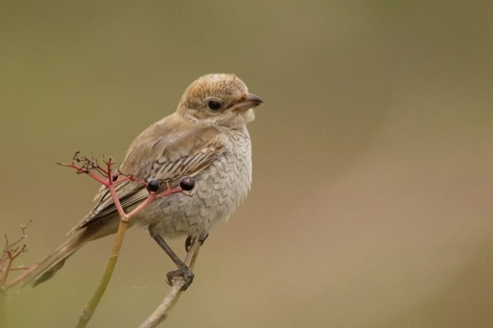 Woodchat Shrike