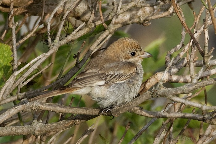 Woodchat Shrike