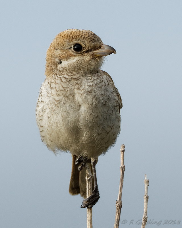 Woodchat Shrike