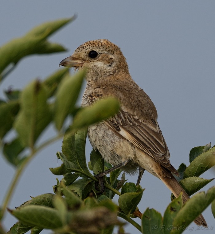 Woodchat Shrike