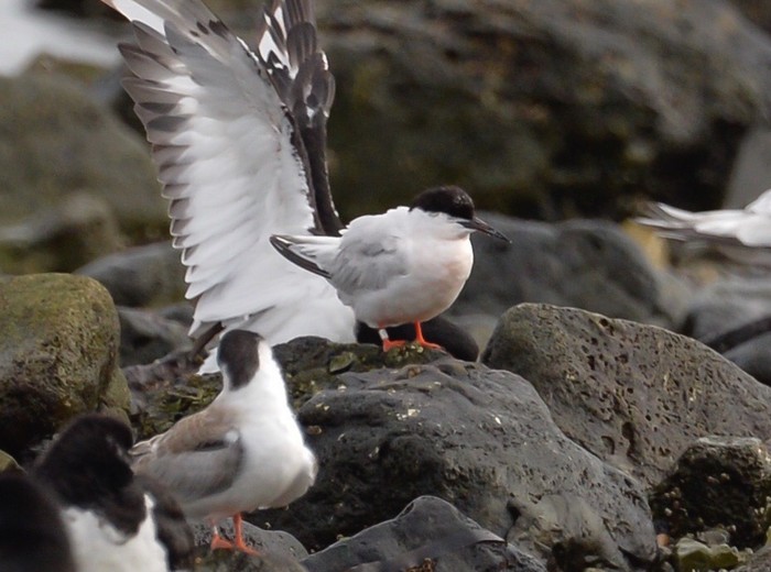 Roseate Tern