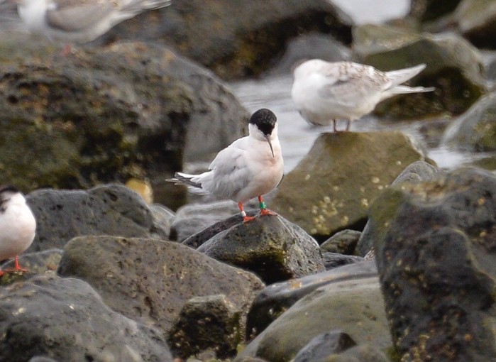 Roseate Tern