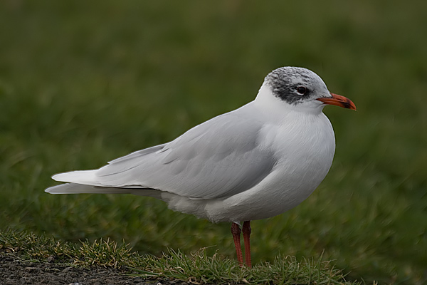 Mediterranean Gull