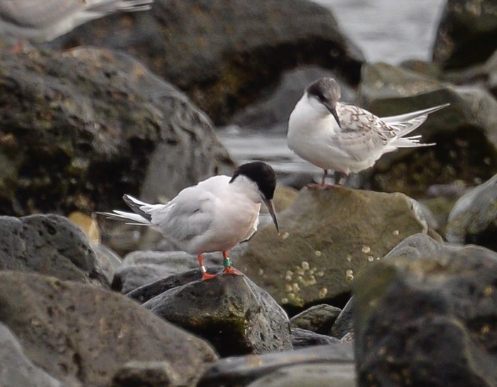 Roseate Tern