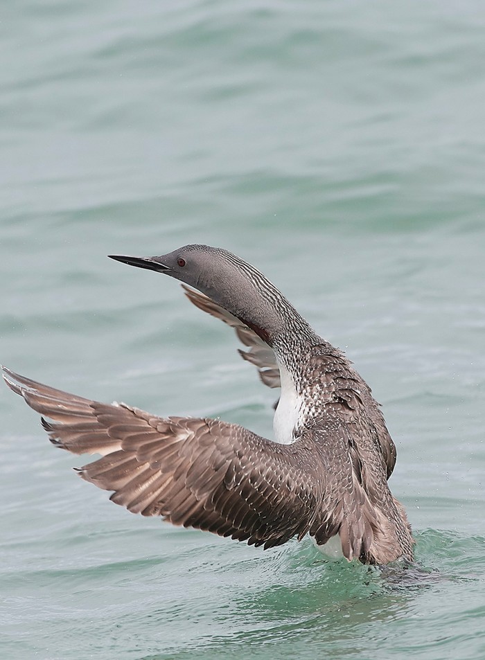 Red-throated Diver