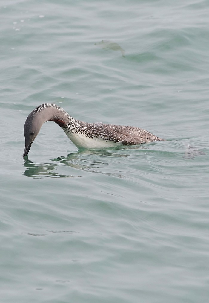 Red-throated Diver
