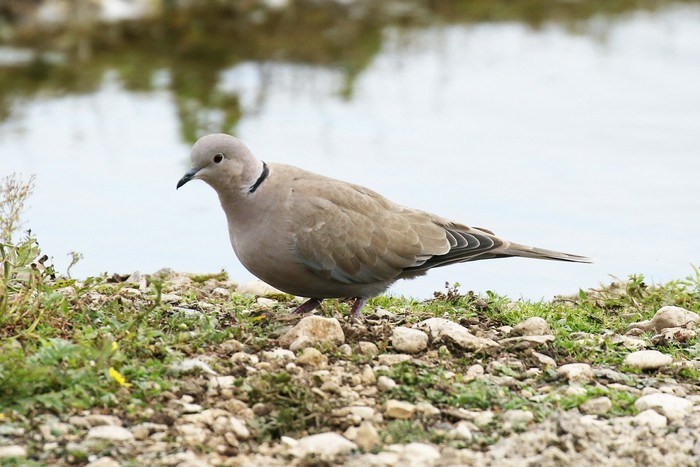 Collared Dove