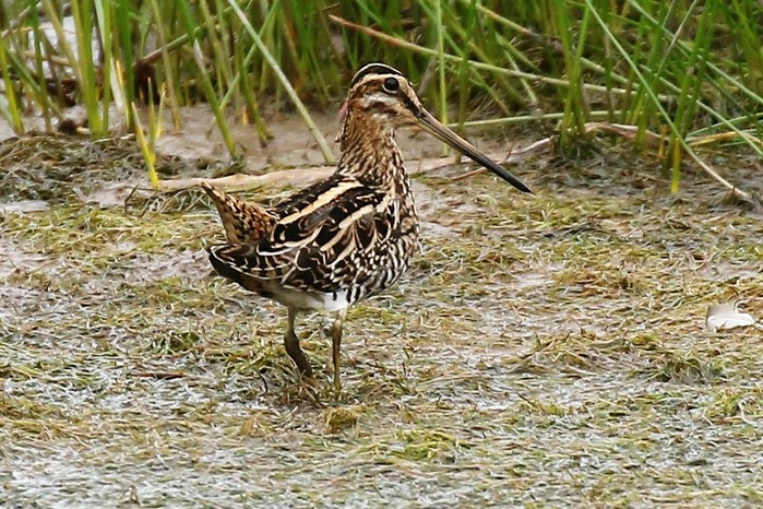 Snipe