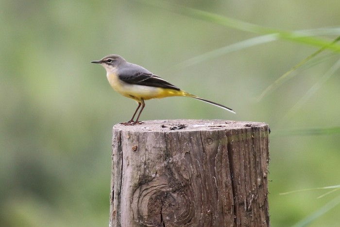 Grey Wagtail