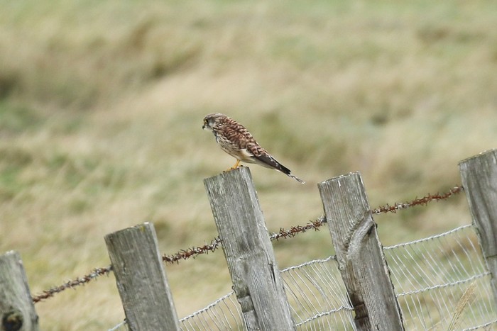 Kestrel