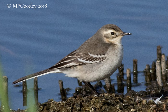 Citrine Wagtail