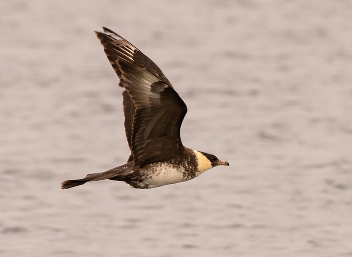 Pomarine Skua