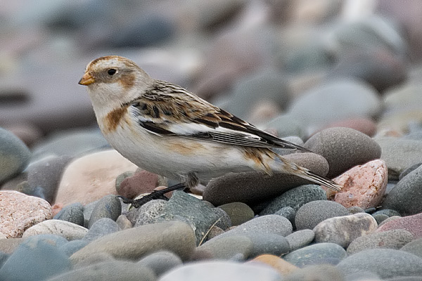 Snow Bunting