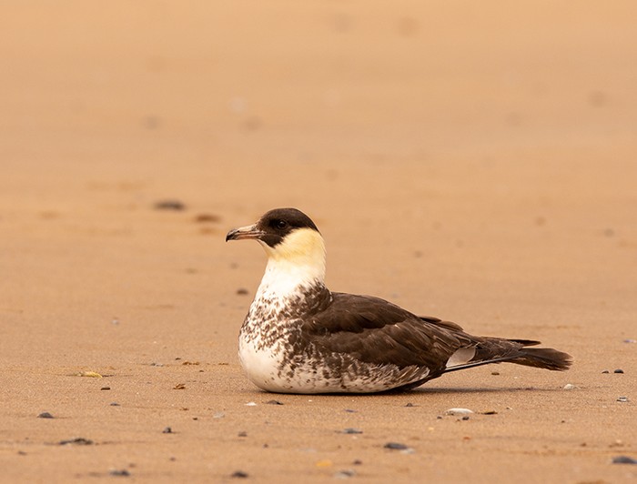 Pomarine Skua