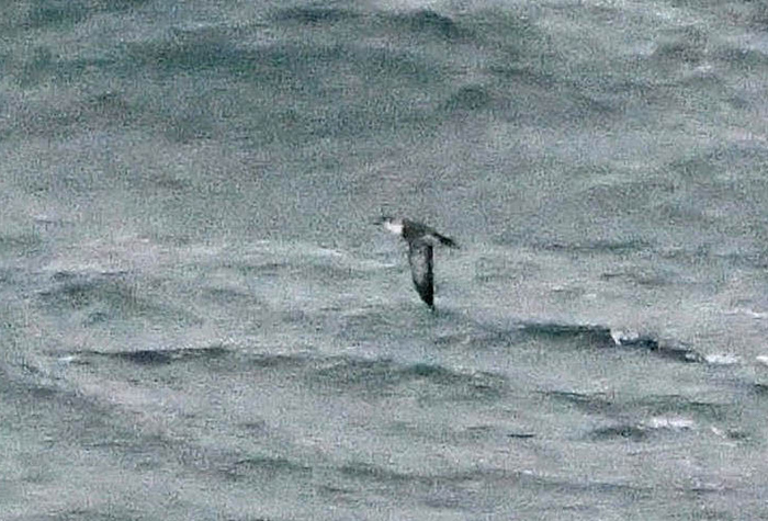 Barolo Shearwater