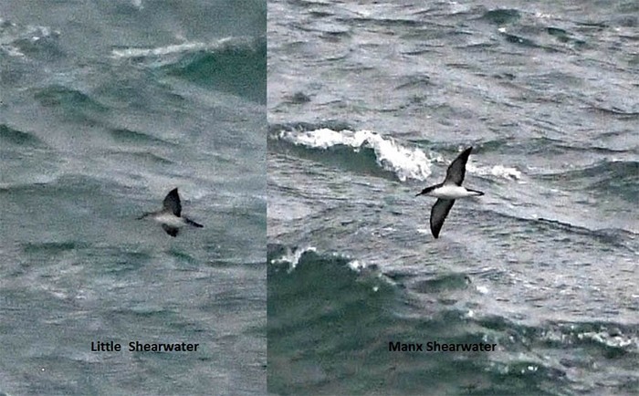 Barolo Shearwater