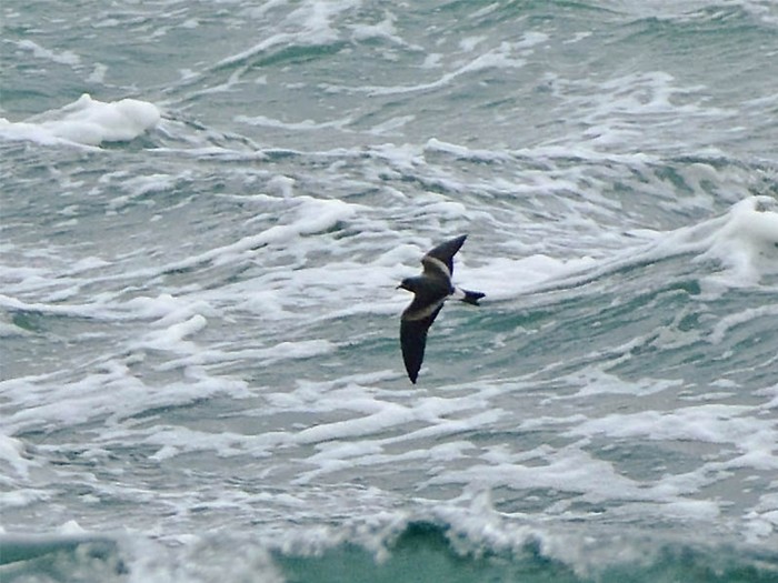Leach's Petrel