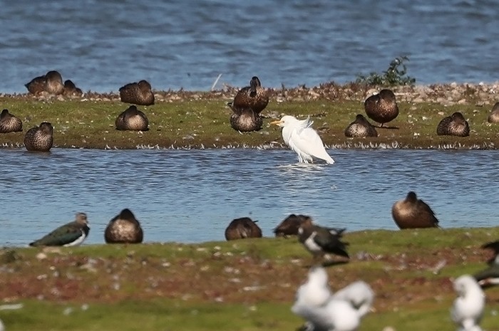 Cattle Egret