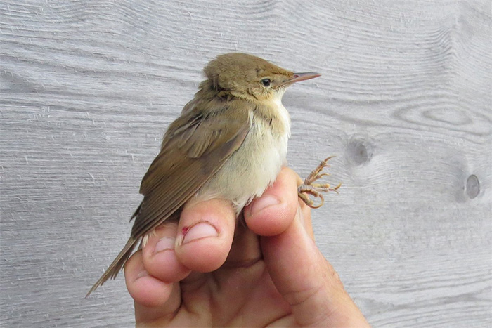 Blyth's Reed Warbler