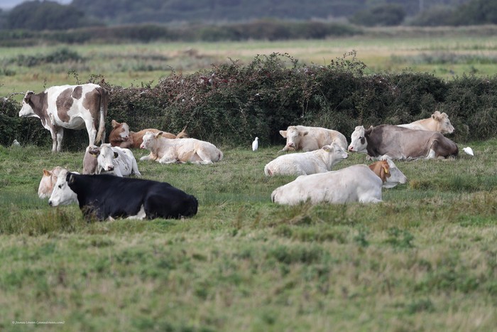 Cattle Egret
